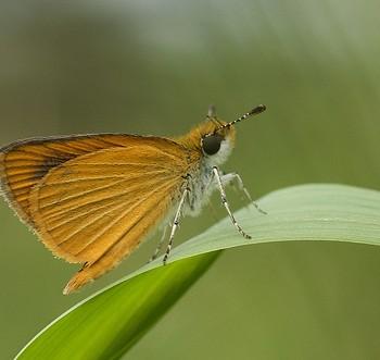 Ancyloxypha numitor
