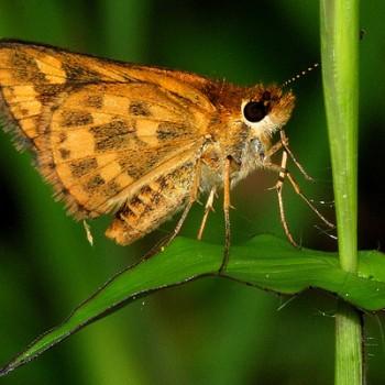 Taractrocera ceramas