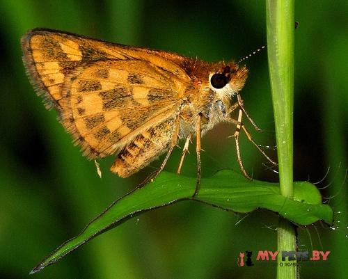 Taractrocera ceramas