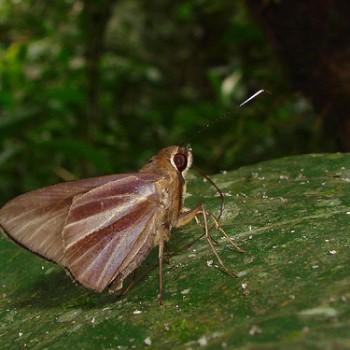 Carystoides cathaea