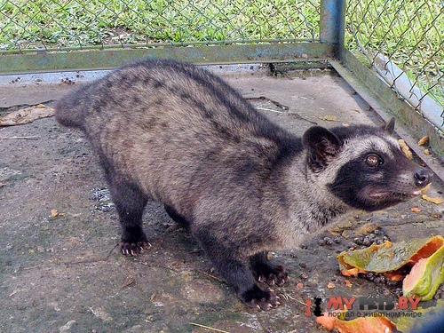 Paradoxurus hermaphroditus