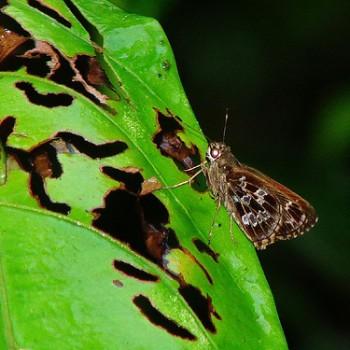 Cobalopsis dorpa
