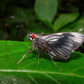 Carystus phorcus