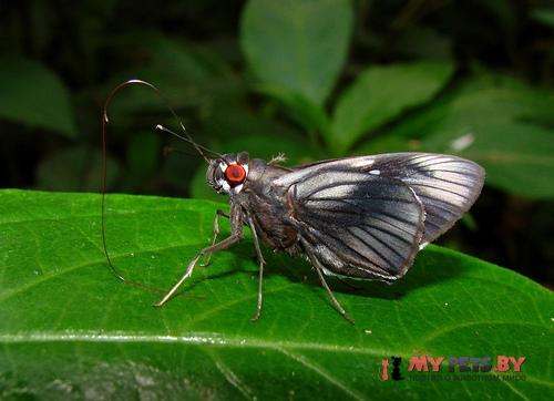Carystus phorcus
