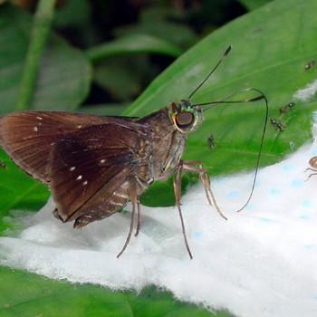 Cobalopsis autumna