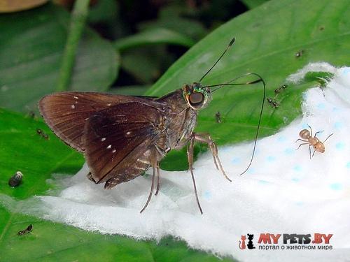 Cobalopsis autumna
