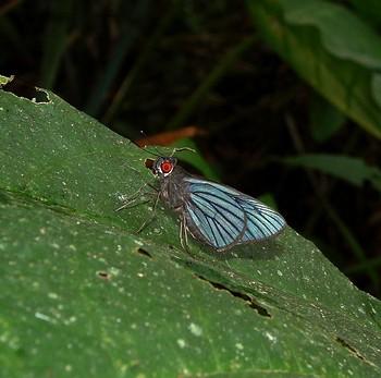Carystus ploetzi