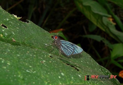 Carystus ploetzi