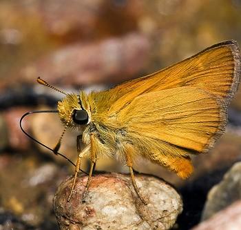 Ochlodes agricola