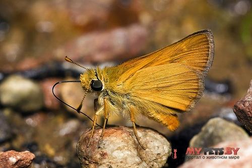 Ochlodes agricola