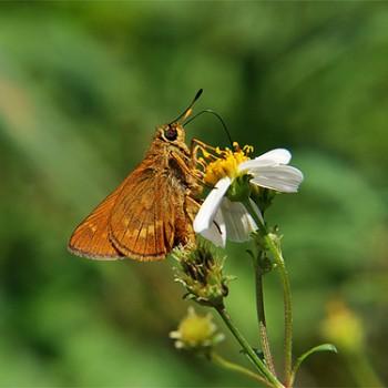 Ochlodes asahinai