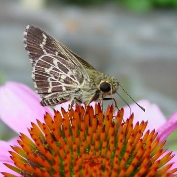Amblyscirtes aesculapius