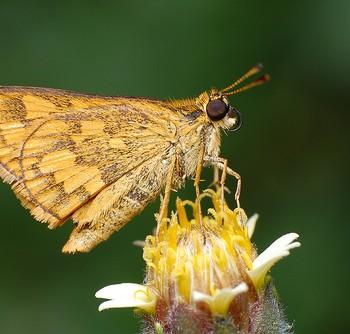 Potanthus omaha