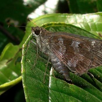 cymaenes fraus