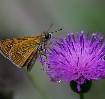 Polytremis pellucida