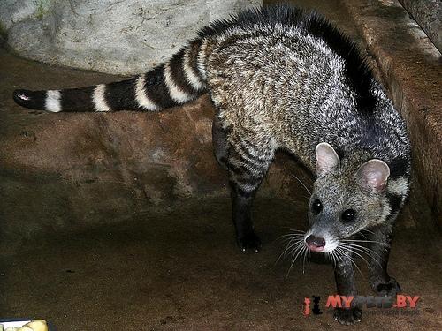 Large Indian civet