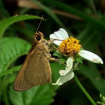 Cobalopsis miaba