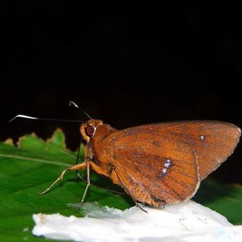 Carystoides manta