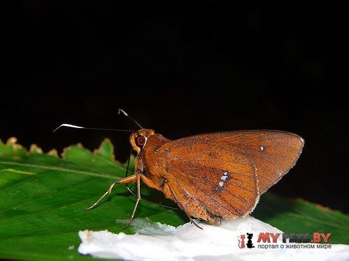 Carystoides manta