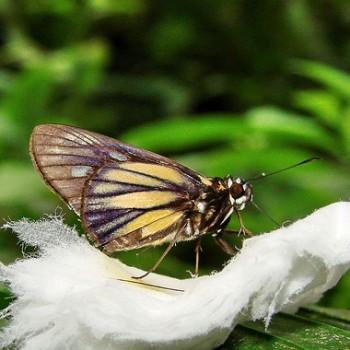Carystus superbiens