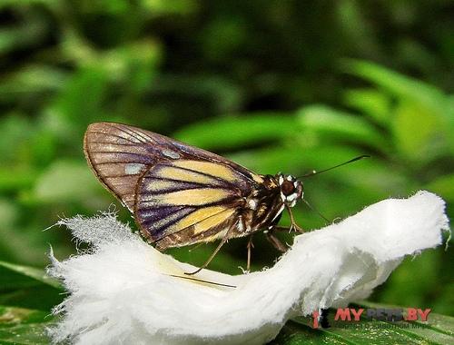 Carystus superbiens