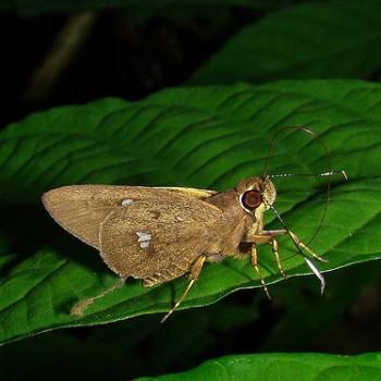 Carystoides maroma