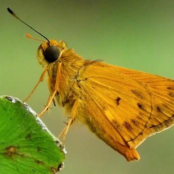 Oriens goloides