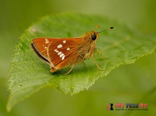 Hesperia leonardus