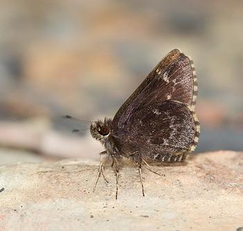 Amblyscirtes belli