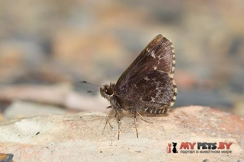Amblyscirtes belli