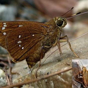 Pelopidas assamensis