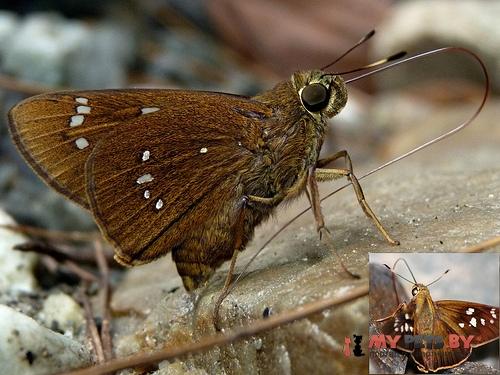 Pelopidas assamensis