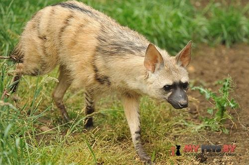 Aardwolf