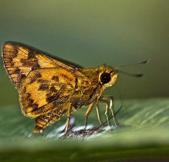Potanthus mingo