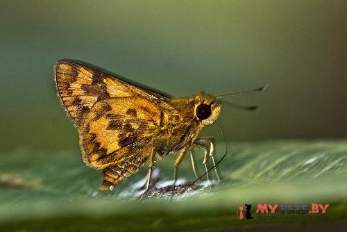 Potanthus mingo