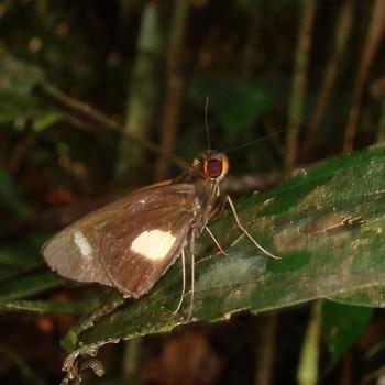 Cobalus calvina
