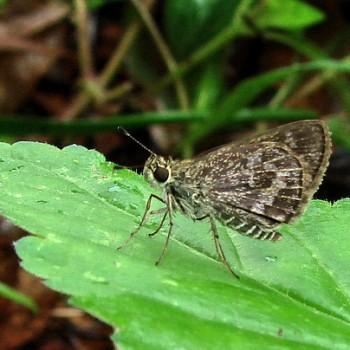 Callimormus corades