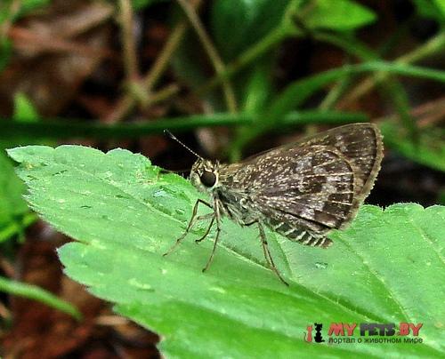 Callimormus corades