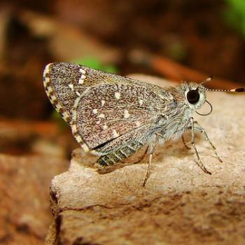 Amblyscirtes tolteca