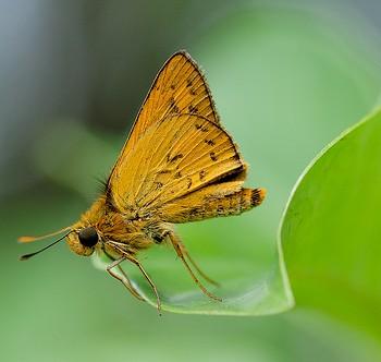 Telicota ancilla