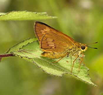Telicota augias