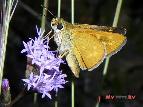 Hesperia meskei