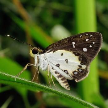 Ceratrichia nothus