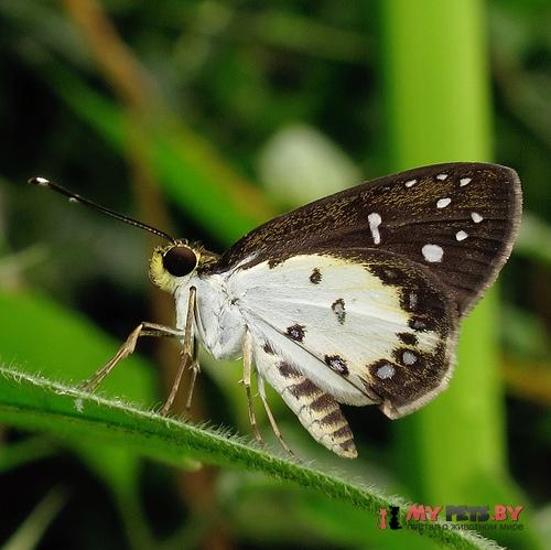 Ceratrichia nothus