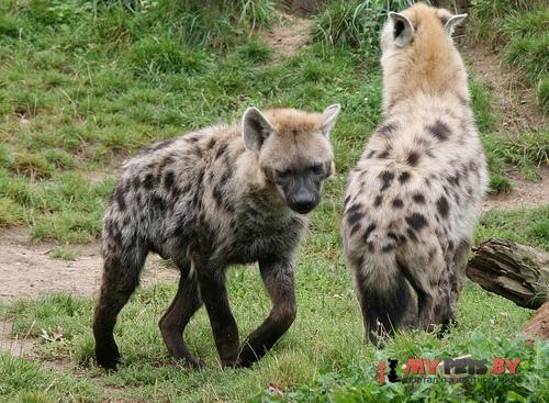 Spotted hyena