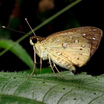 Ceratrichia phocion