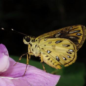 Ceratrichia argyrosticta
