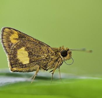 Oriens paragola