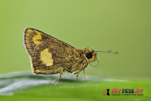 Oriens paragola