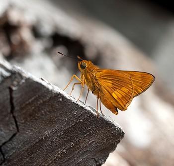 Taractrocera anisomorpha